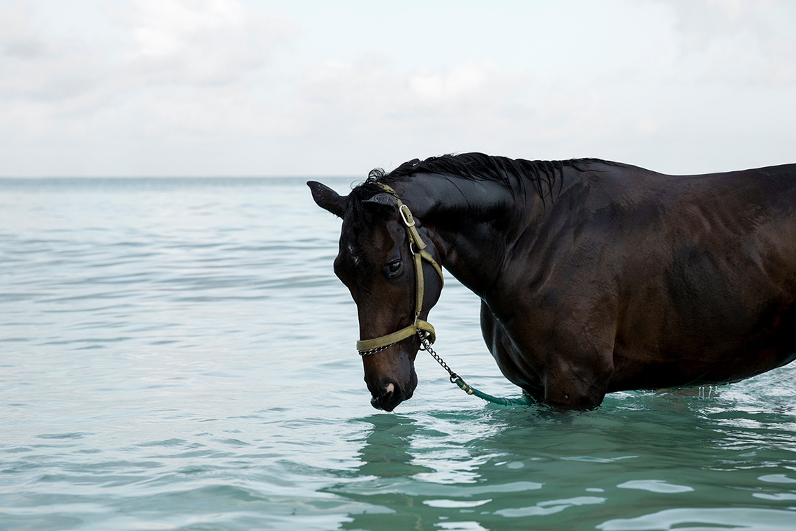  Alex Shore pebbles beach | barbados