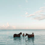  Alex Shore pebbles beach | barbados